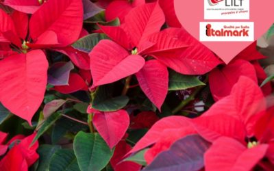 Stelle di Natale in nome della Prevenzione!